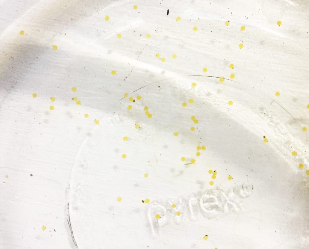 Detail What Do Comet Goldfish Eggs Look Like Nomer 12