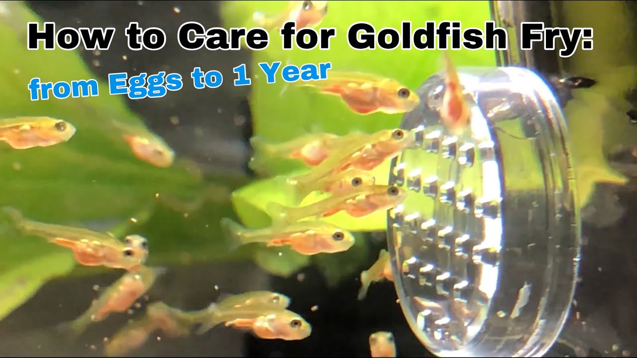 Detail What Do Comet Goldfish Eggs Look Like Nomer 13