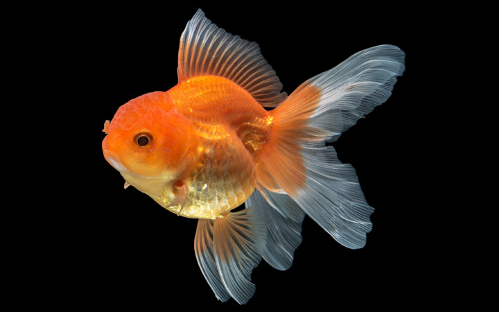 Detail What Do Comet Goldfish Eggs Look Like Nomer 14