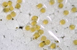 Detail What Do Comet Goldfish Eggs Look Like Nomer 16