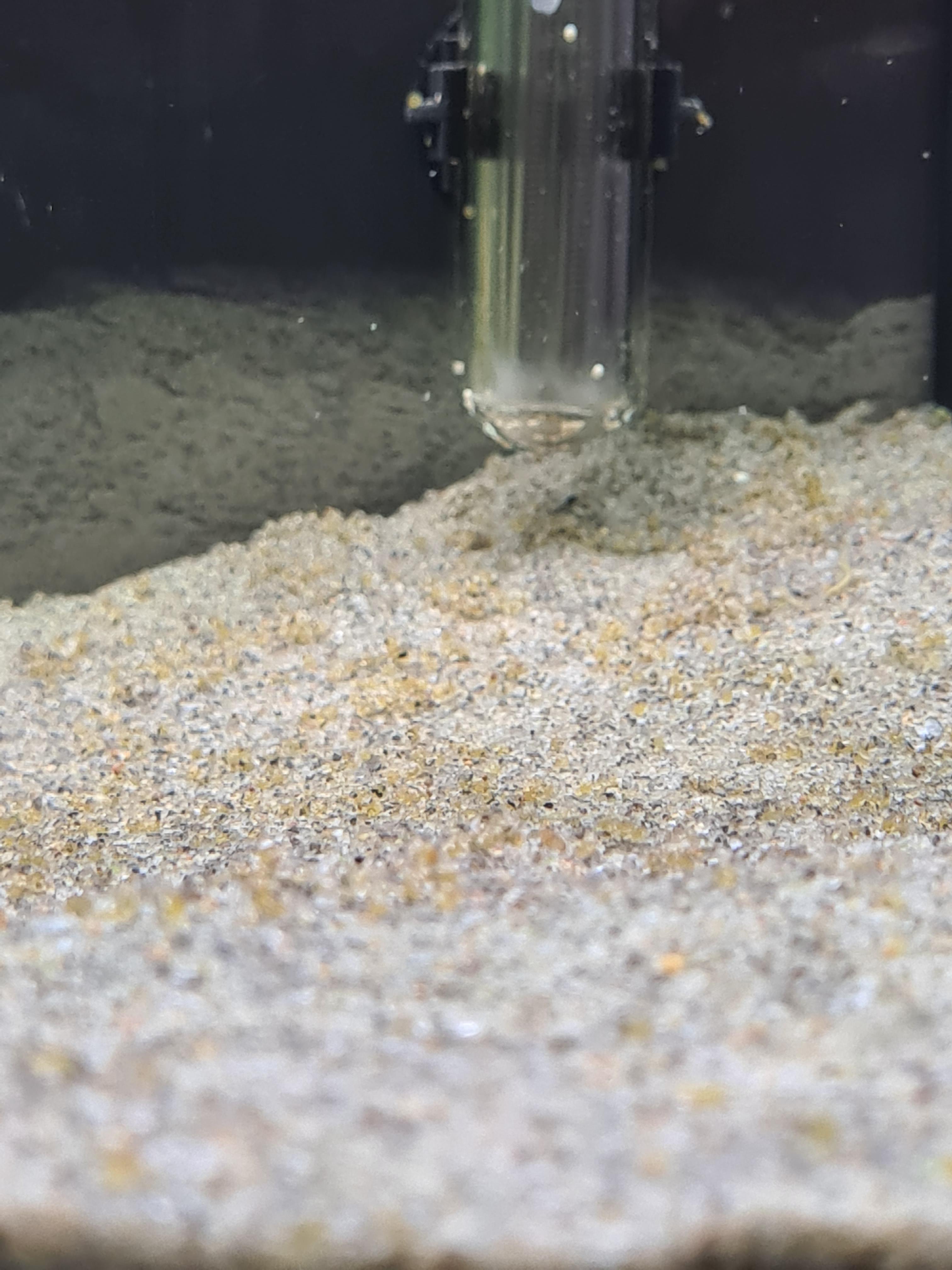 Detail What Do Comet Goldfish Eggs Look Like Nomer 18