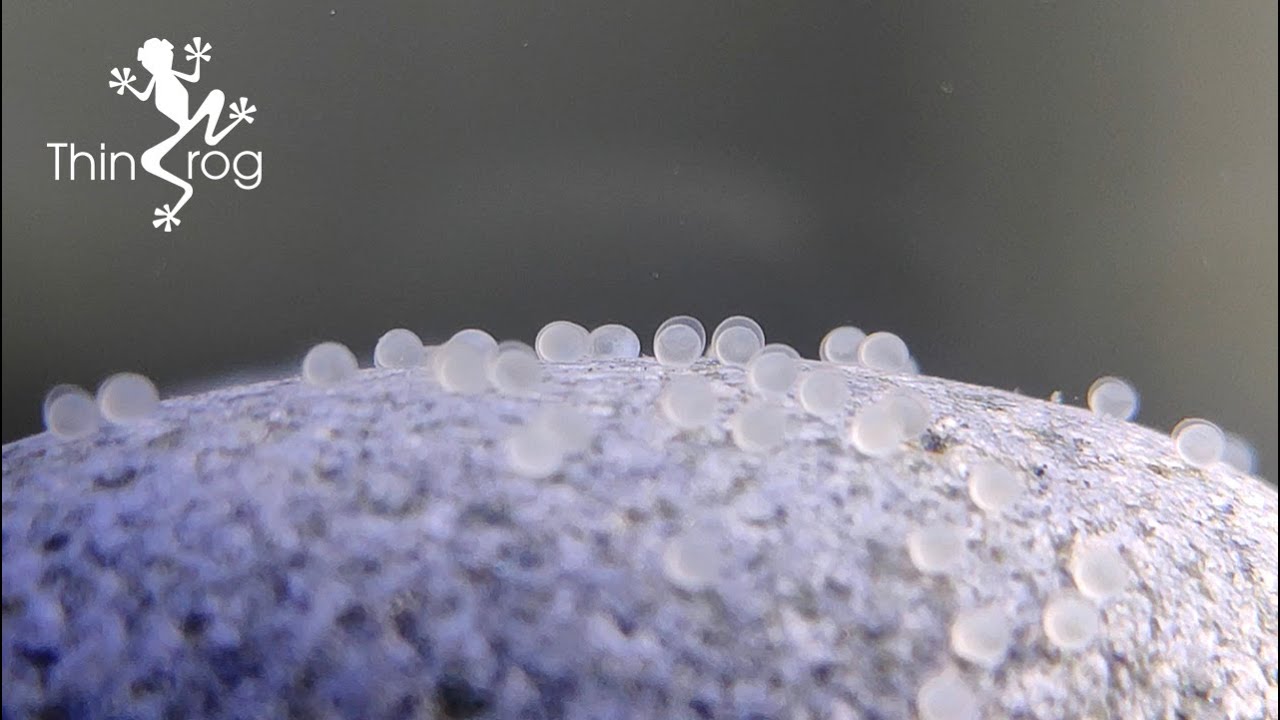 Detail What Do Comet Goldfish Eggs Look Like Nomer 19