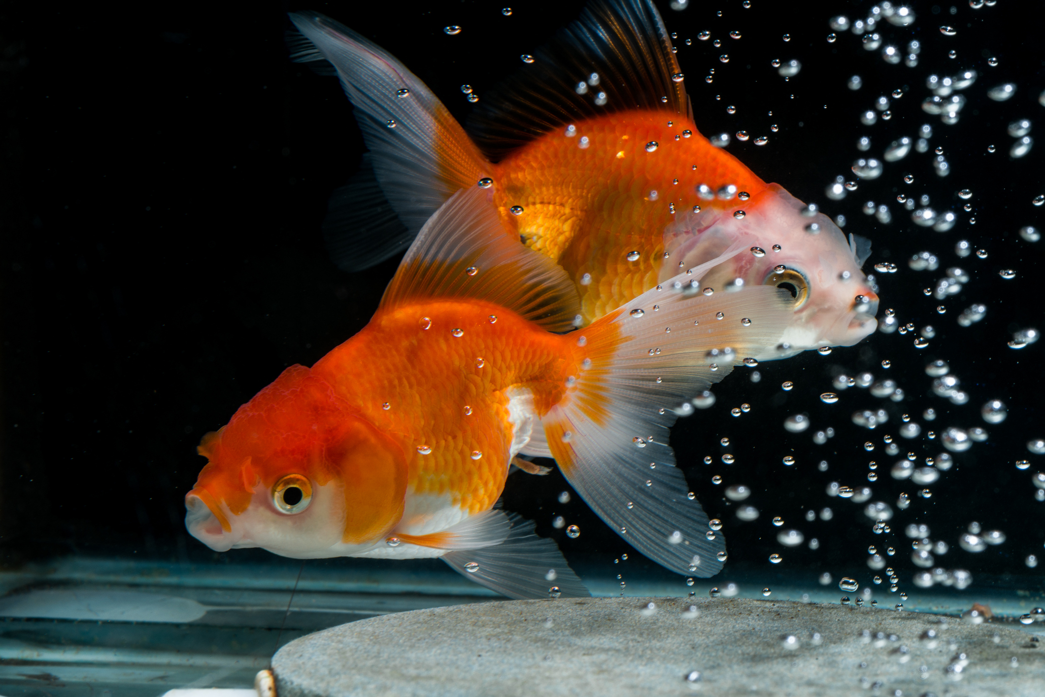 Detail What Do Comet Goldfish Eggs Look Like Nomer 3