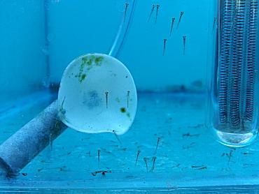 Detail What Do Comet Goldfish Eggs Look Like Nomer 20
