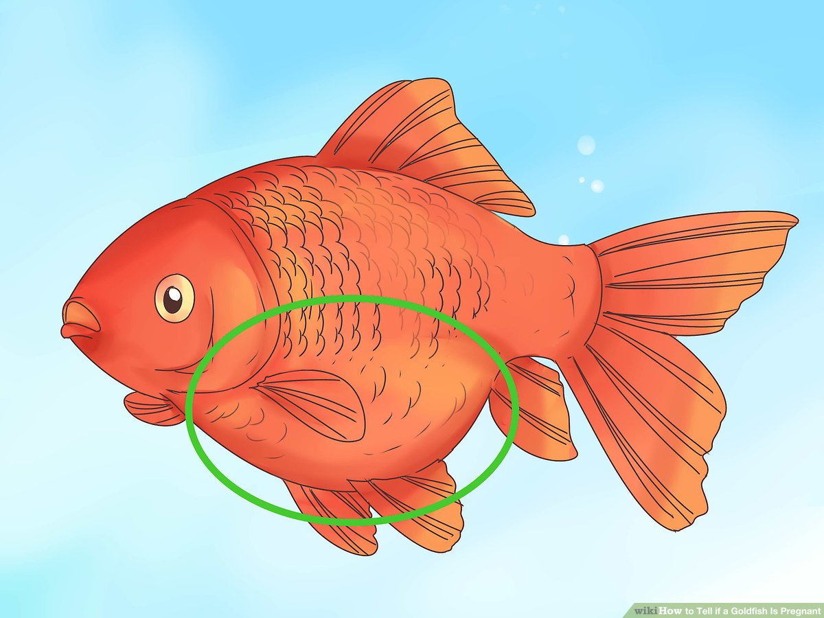 Detail What Do Comet Goldfish Eggs Look Like Nomer 22