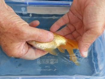 Detail What Do Comet Goldfish Eggs Look Like Nomer 23