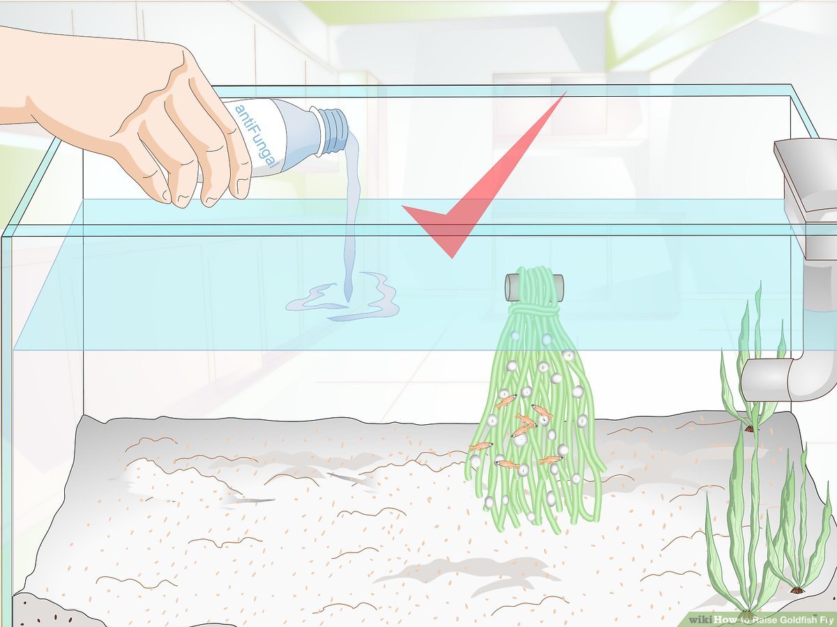 Detail What Do Comet Goldfish Eggs Look Like Nomer 24