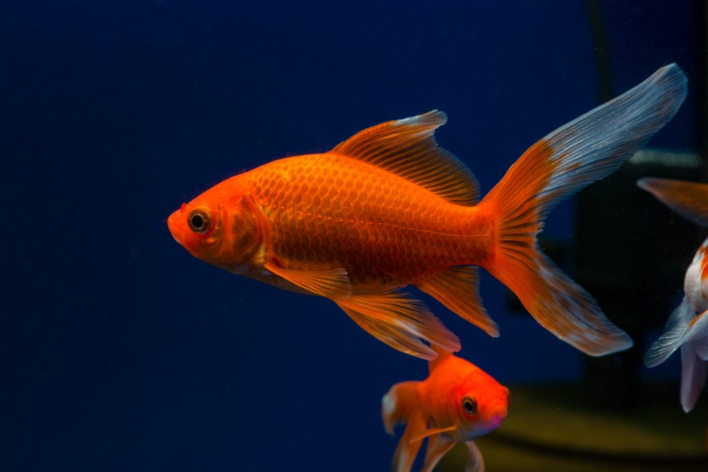 Detail What Do Comet Goldfish Eggs Look Like Nomer 26