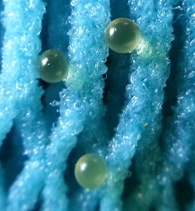Detail What Do Comet Goldfish Eggs Look Like Nomer 4