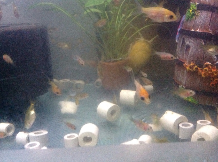 Detail What Do Comet Goldfish Eggs Look Like Nomer 27