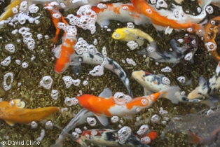 Detail What Do Comet Goldfish Eggs Look Like Nomer 28