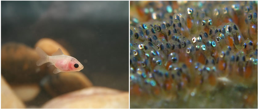 Detail What Do Comet Goldfish Eggs Look Like Nomer 29