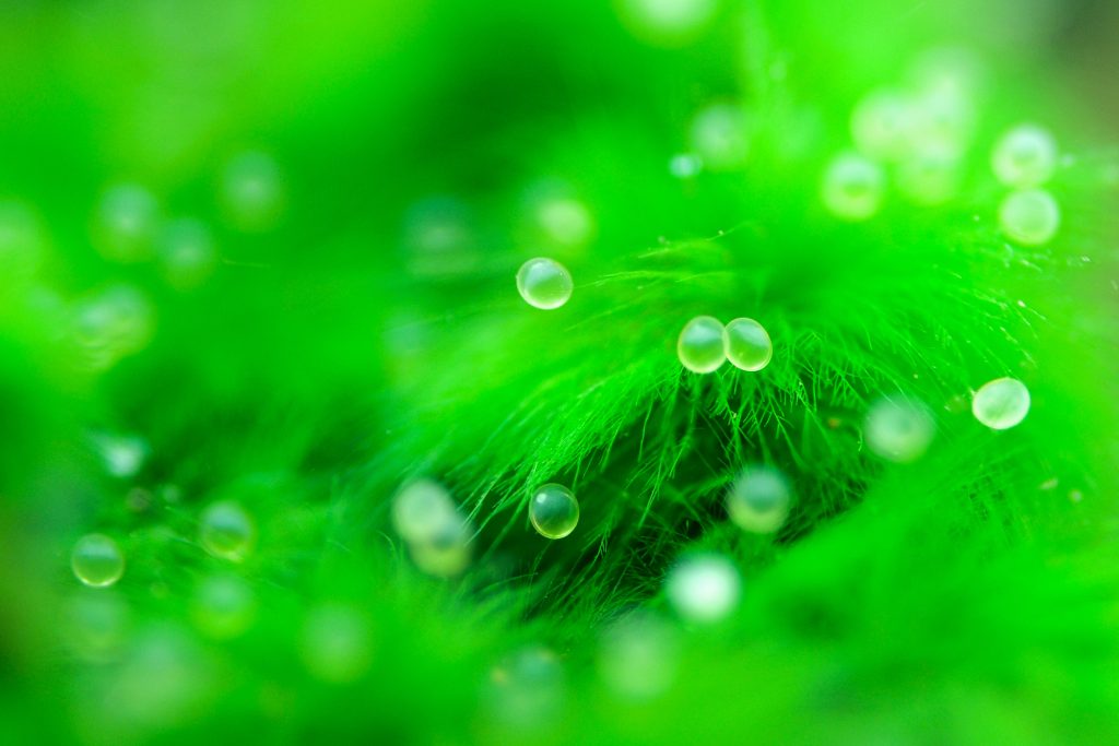 Detail What Do Comet Goldfish Eggs Look Like Nomer 31