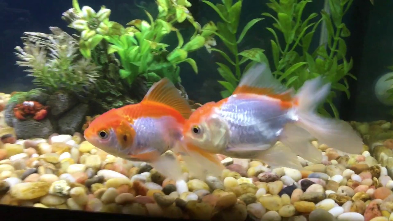 Detail What Do Comet Goldfish Eggs Look Like Nomer 34