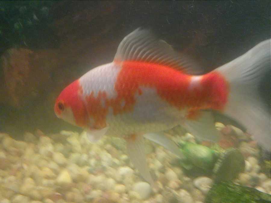 Detail What Do Comet Goldfish Eggs Look Like Nomer 5