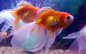 Detail What Do Comet Goldfish Eggs Look Like Nomer 35