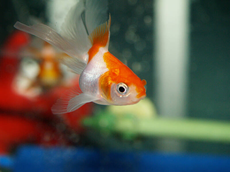 Detail What Do Comet Goldfish Eggs Look Like Nomer 37