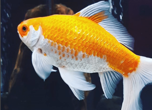 Detail What Do Comet Goldfish Eggs Look Like Nomer 39
