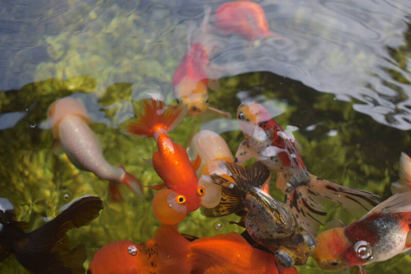 Detail What Do Comet Goldfish Eggs Look Like Nomer 40