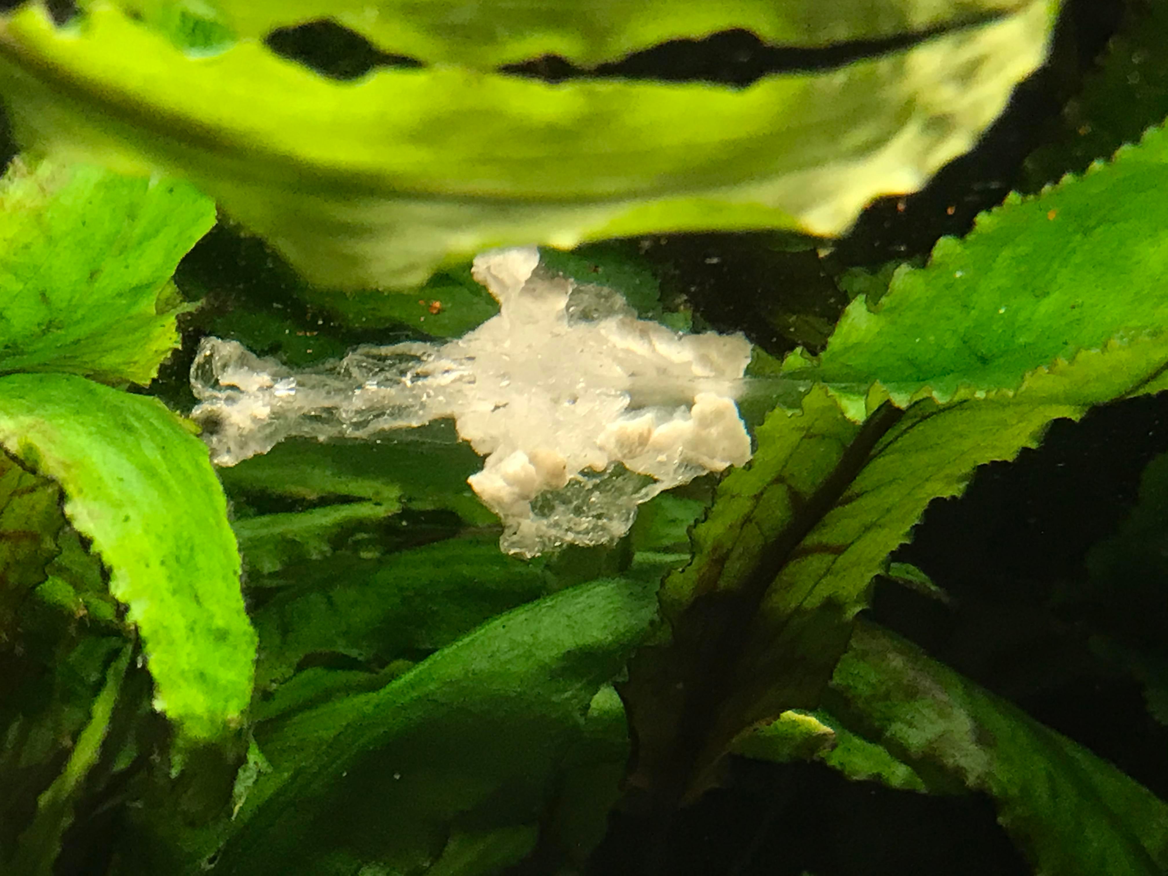 Detail What Do Comet Goldfish Eggs Look Like Nomer 41