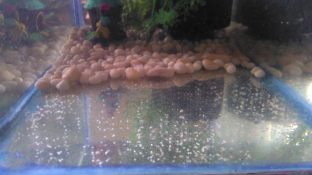 Detail What Do Comet Goldfish Eggs Look Like Nomer 6