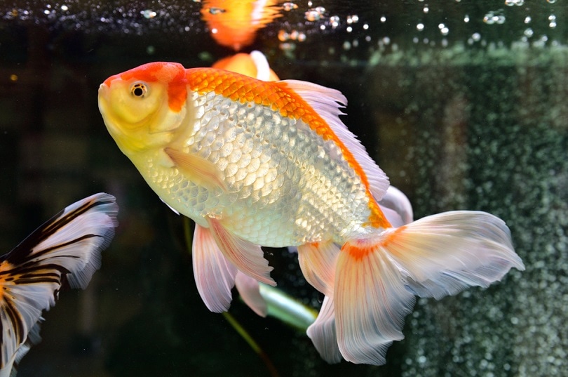 Detail What Do Comet Goldfish Eggs Look Like Nomer 42