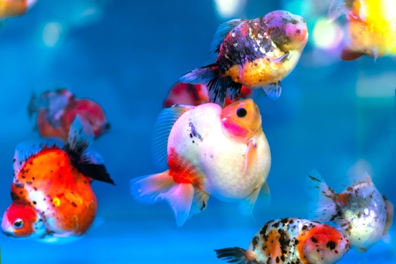 Detail What Do Comet Goldfish Eggs Look Like Nomer 43