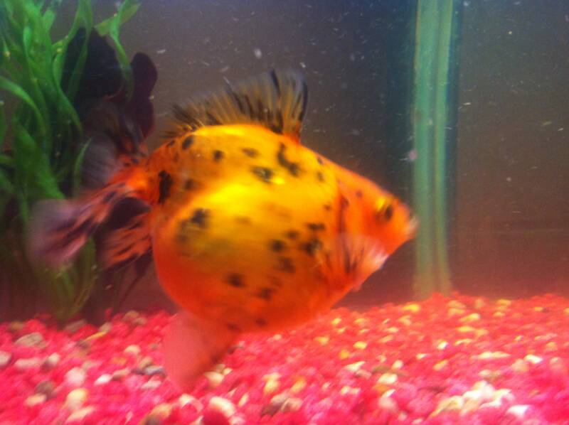 Detail What Do Comet Goldfish Eggs Look Like Nomer 44
