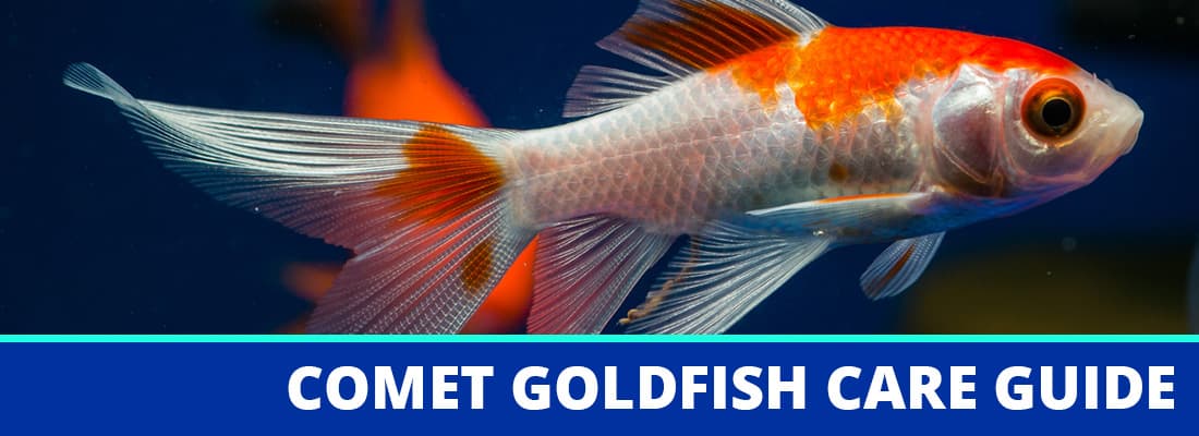 Detail What Do Comet Goldfish Eggs Look Like Nomer 45