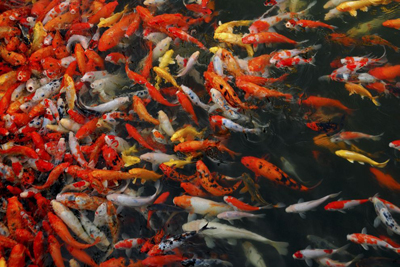 Detail What Do Comet Goldfish Eggs Look Like Nomer 46