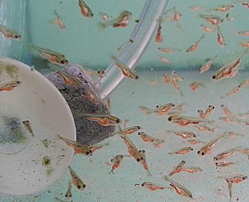 Detail What Do Comet Goldfish Eggs Look Like Nomer 47