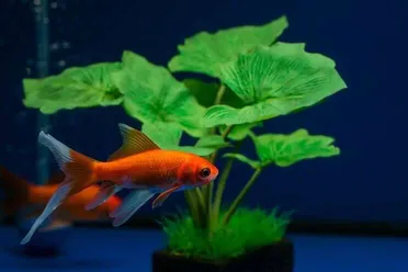 Detail What Do Comet Goldfish Eggs Look Like Nomer 48