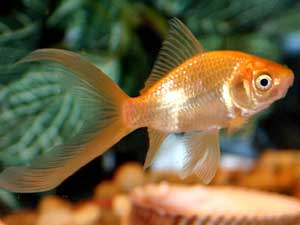 Detail What Do Comet Goldfish Eggs Look Like Nomer 49