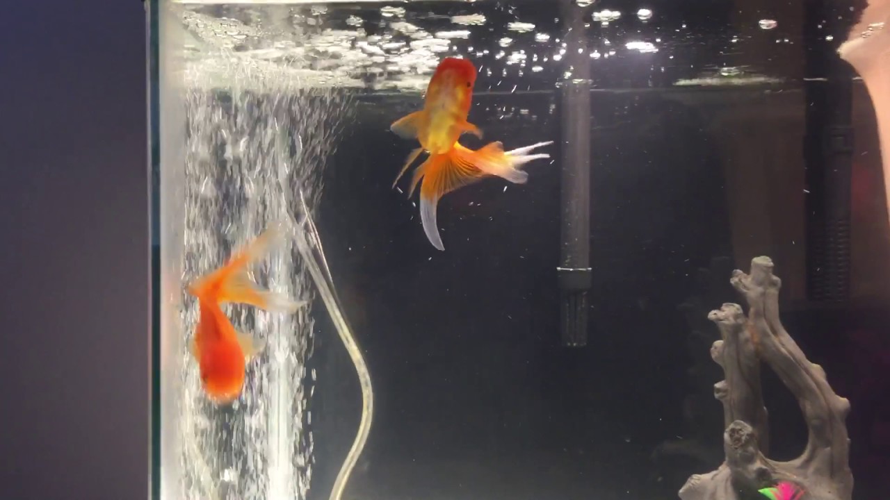 Detail What Do Comet Goldfish Eggs Look Like Nomer 7