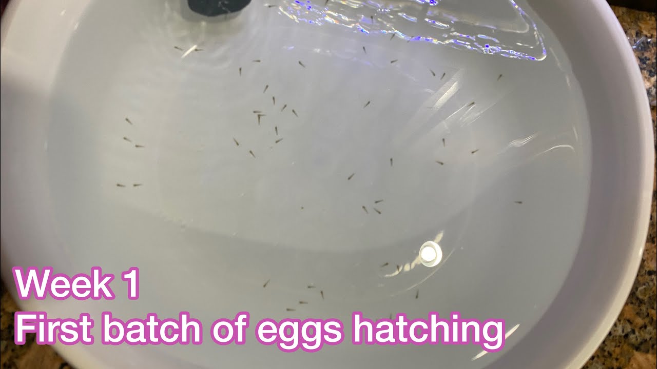 Detail What Do Comet Goldfish Eggs Look Like Nomer 8