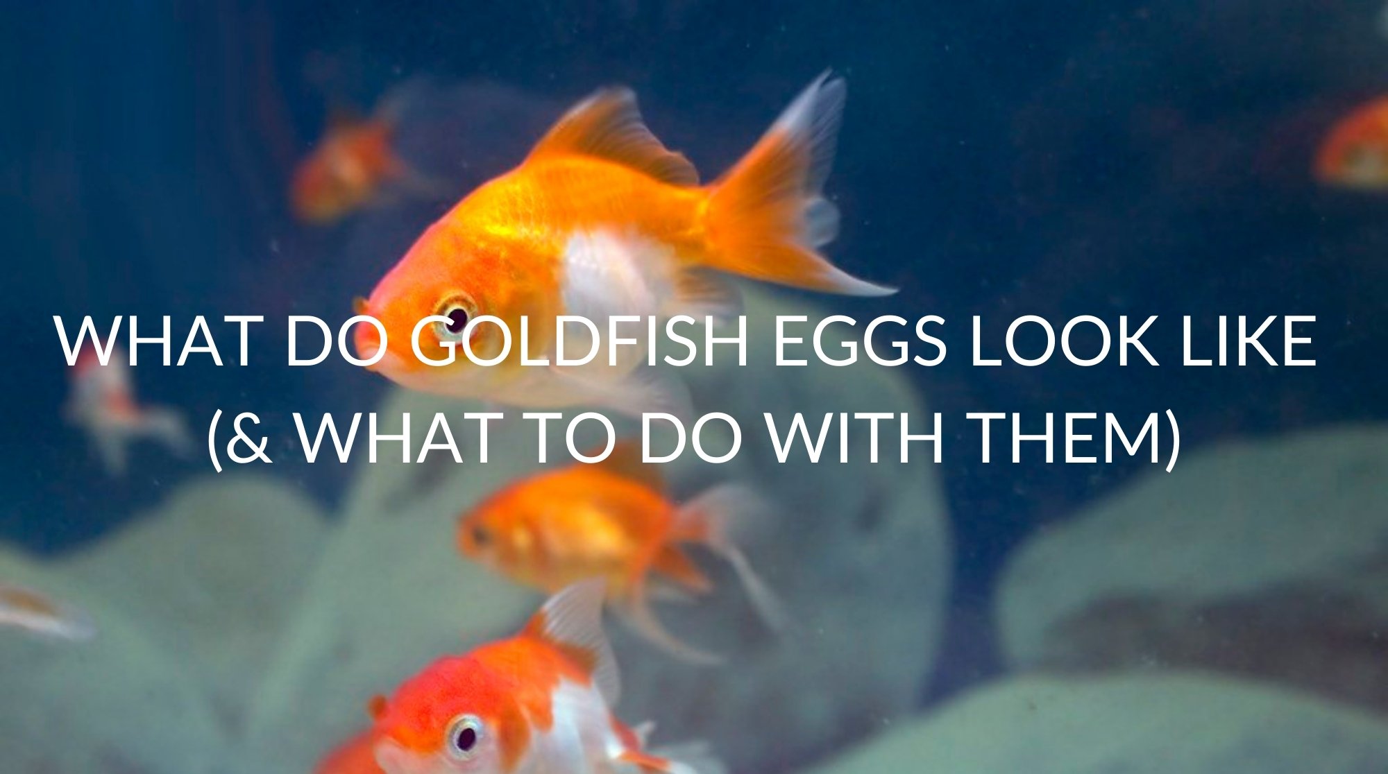 Detail What Do Comet Goldfish Eggs Look Like Nomer 9