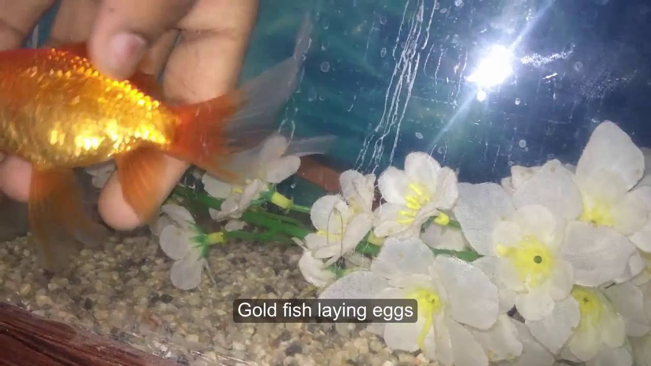 Detail What Do Comet Goldfish Eggs Look Like Nomer 10