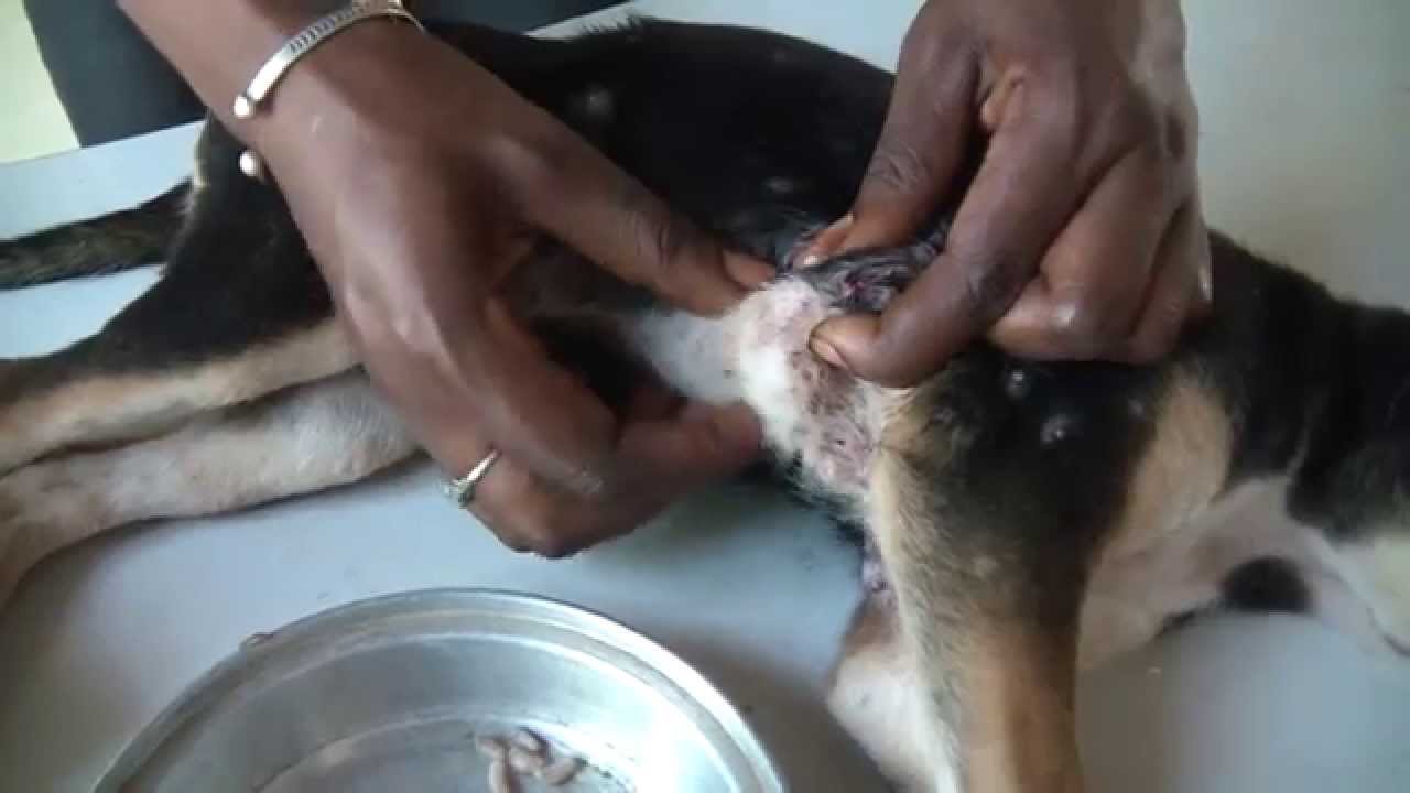 Detail What Is Mango Worms In Dogs Nomer 22