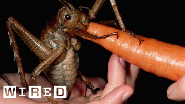 What Is The Largest Cricket Insect - KibrisPDR