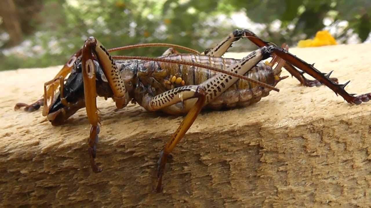 Detail What Is The Largest Cricket Insect Nomer 20