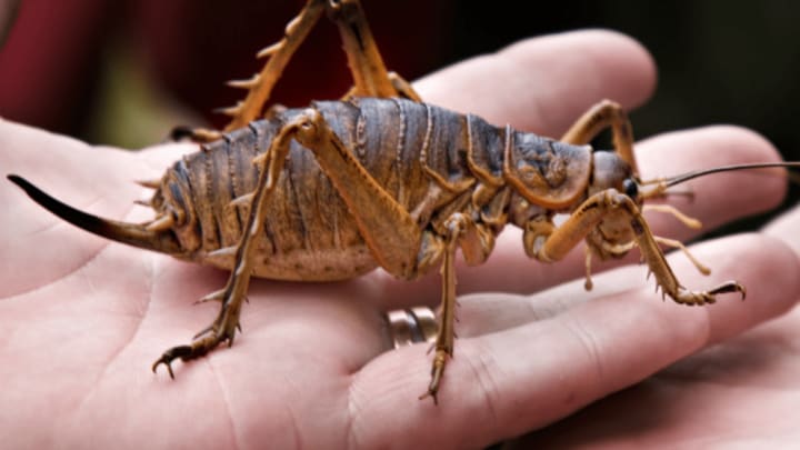 Detail What Is The Largest Cricket Insect Nomer 4