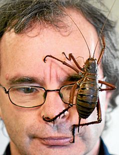 Detail What Is The Largest Cricket Insect Nomer 5