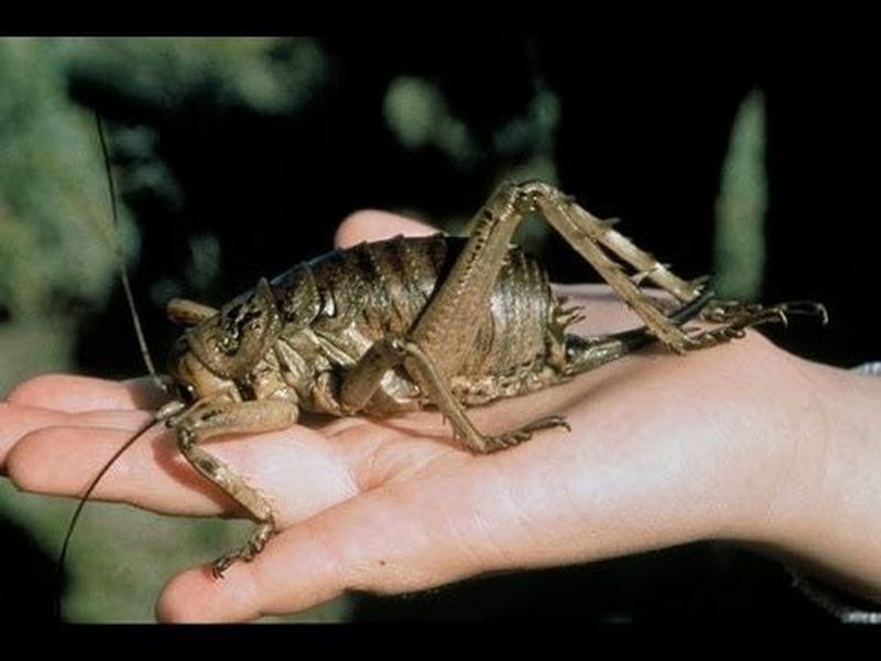 Detail What Is The Largest Cricket Insect Nomer 7