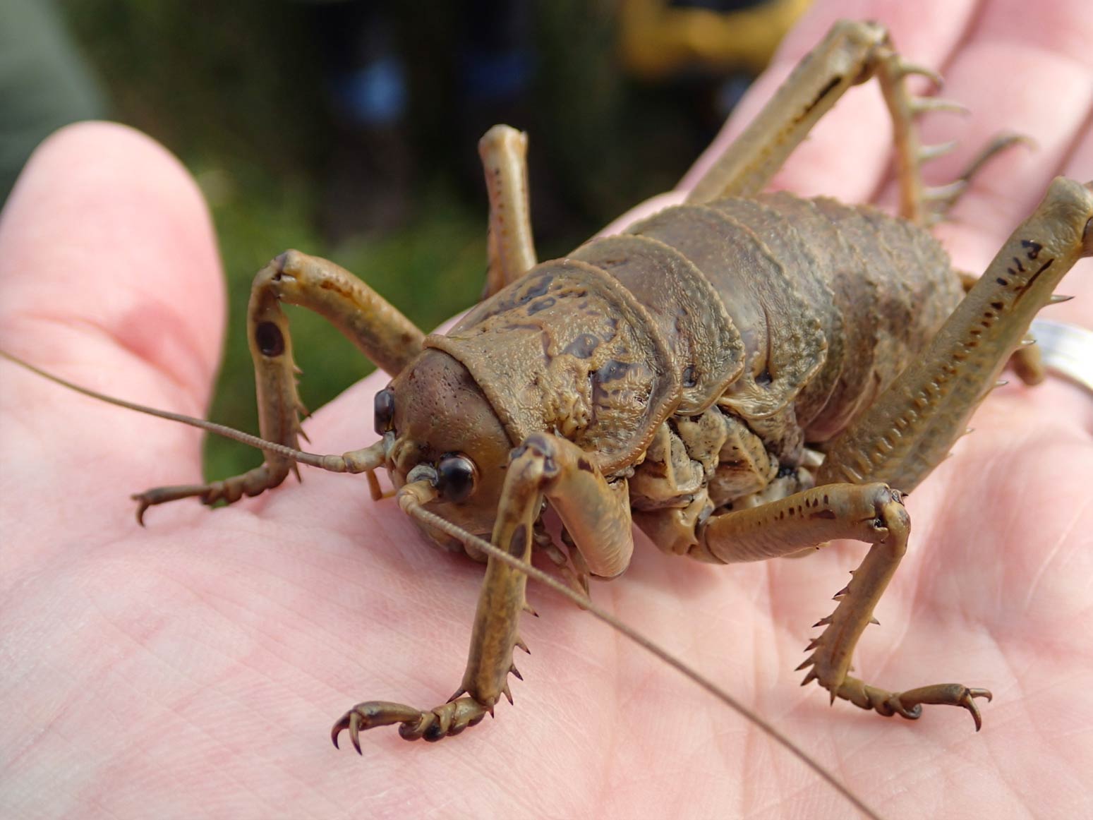 Detail What Is The Largest Cricket Insect Nomer 9