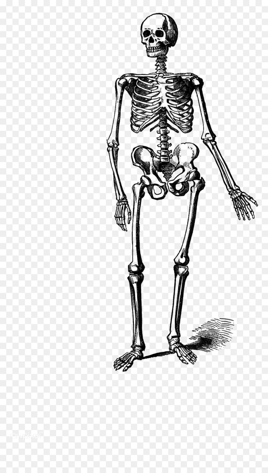 Detail Skeleton Png Nomer 23