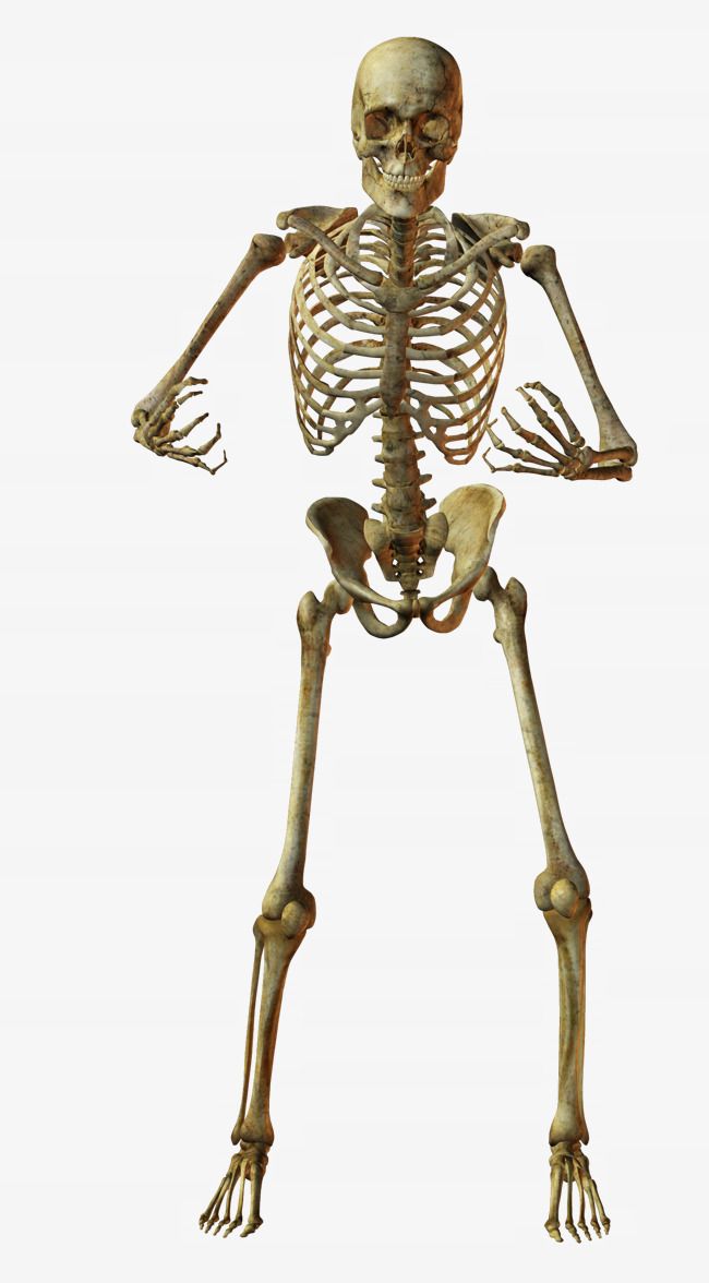 Detail Skeleton Png Nomer 24