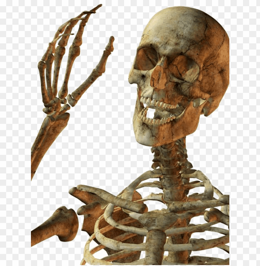 Detail Skeleton Png Nomer 31