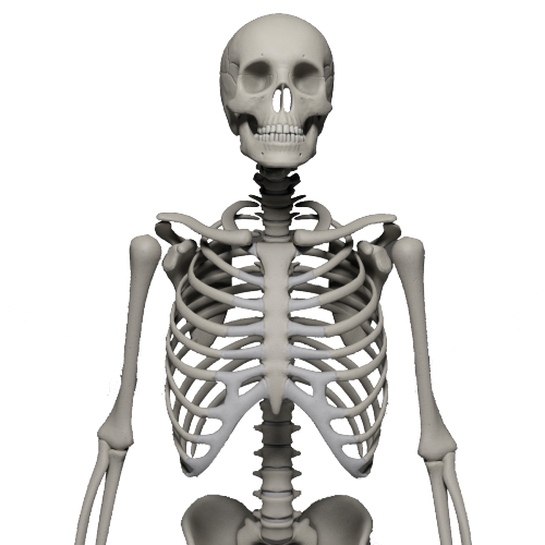 Detail Skeleton Png Nomer 40