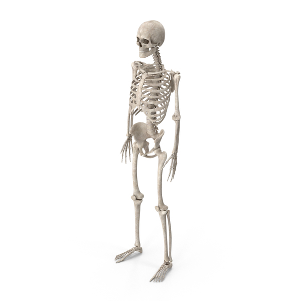 Detail Skeleton Png Nomer 6