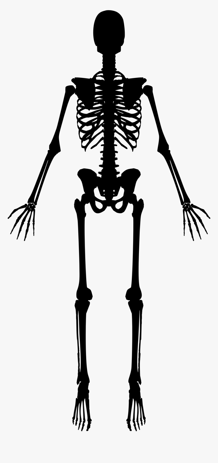 Detail Skeleton Png Nomer 57